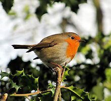 Robin on Holly by Caroline Anderson