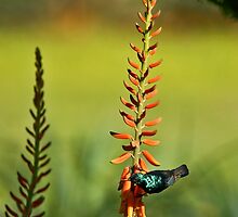 Sunbird on Aloe by David Clark