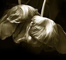 Chocolate Kisses by Jessica Jenney