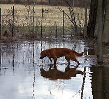 Reflections of Penelope - '10 by goldnzrule