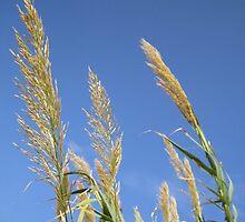 Tall grass by JFF78