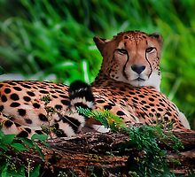 Resting Cheetah - Outdoor Wildlife Photography Art by factor