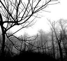 watcher of the skies or carpet crawlers?? by Russ Styles