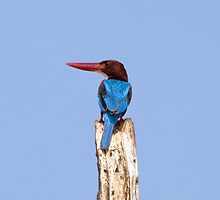 Kingfisher, Sri Lanka by Rajeev Costa
