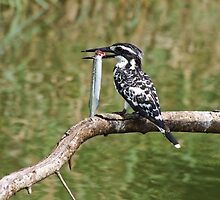 Pied Kingfisher with fish, Sri Lanka by Rajeev Costa