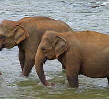 Elephants at Pinnawela, Sri Lanka by Rajeev Costa