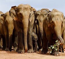 Elephants at Pinnawela, Sri Lanka by Rajeev Costa