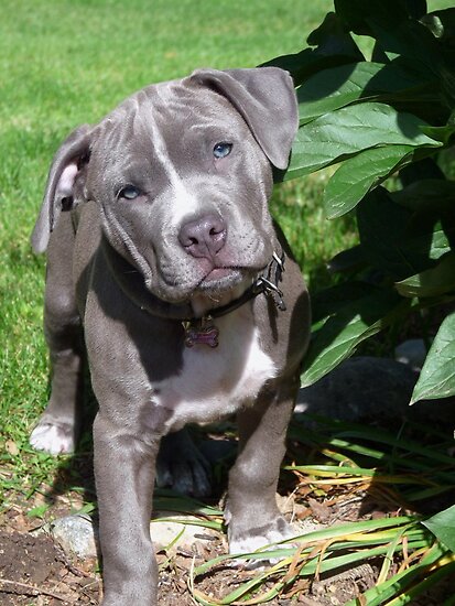 pitbull wearing hoodie