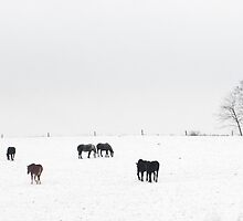 Horses Near Berlin by Billlee