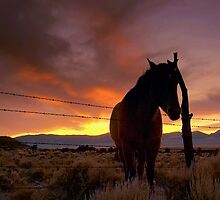 Way Out West by Jeanne Nations