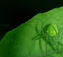 Its a small World by Scott Pounsett