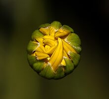 Baby bananas by Bryan Jolly