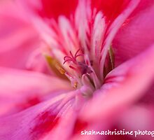 Bright Pink by ShahnaChristine .