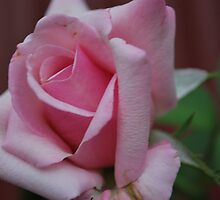 Rosa "Heaven Scent" by Julie Sherlock