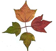 Love me or leaf me! by Colleen Marquez