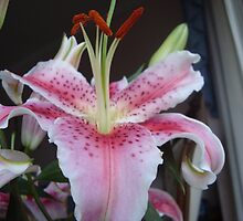 star gazer lily by jmgrove