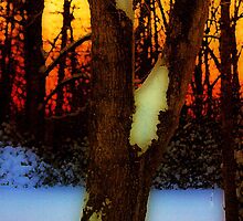Snow Dawn by Polly Peacock