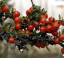 Shining Coprosma, Cradle Mountain, Tasmania, Australia. by kaysharp
