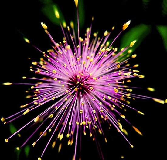 "Pink Fireworks" by venny Redbubble