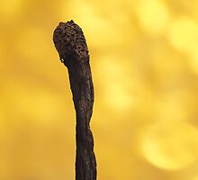 Burned by Richard G Witham