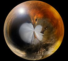 Robin in a Ball by Chris Clark