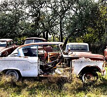 Look Boys Theirs A New Kid In The Yard! by Carla Jensen