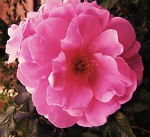 Ramblin' Rose by jules572