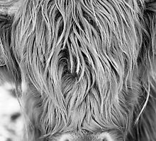 Highland Cow - Face Portrait by bfburke
