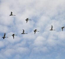 Tundra Swans in Flight by Mark Van Scyoc