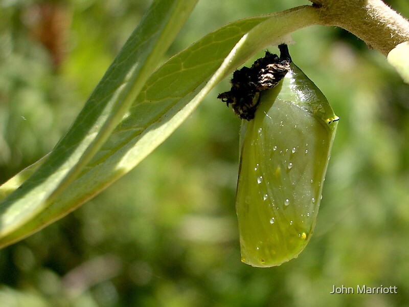 “Monarch Butterfly Pupa” by John Marriott | Redbubble