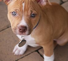 American Pit Bull Terrier Puppy by Ginger Monteleone