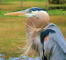 Beauty of the old sandcrane by DDeacon