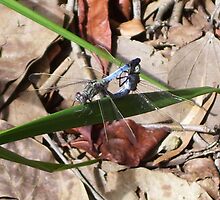 Dragonflies - Caught Unaware by Angela Simpkin
