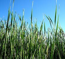 Reeds by Marina Raspolich