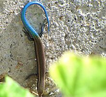 Do you like my tail? by Hans Bax