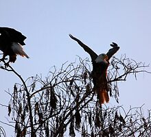 waking up by kathy s gillentine
