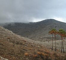 Desolate by erwina