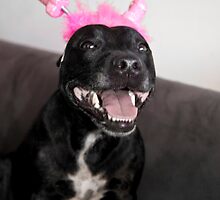 Hmmmmm X Rated Staffy???? by kobie01