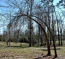 OH ! MY ACHING TREE by talindsey