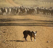 "Blue, the sheepdog" - at Carapooee, Vic. by fambrass