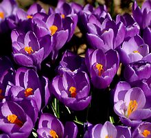 Crocus Delight! - '10 by goldnzrule