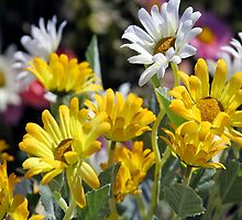 My Flower Garden by Van Coleman
