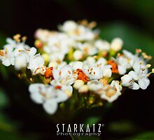 ~Natures Bouquet~ by StarKatz