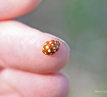 Cream-spot ladybird on the photogtrapher's hand, Calvia quatuordecimguttata by pogomcl