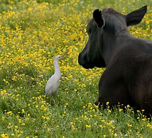 Said the egret to the cow . . . by Bonnie T. Barry