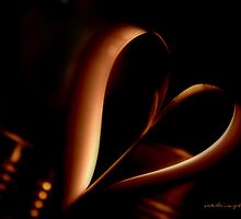 TWISTED HEART Askew © Vicki Ferrari Photography by Vicki Ferrari