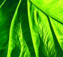 crisp green kalo vein by Byron Yeager