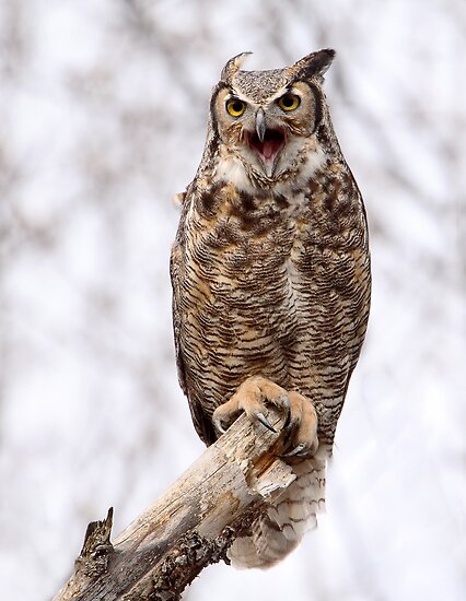 quot distress call great horned owl quot by gary fairhead quot distress call great horned owl quot by gary fairhead