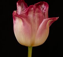 Pink Tulip by Jeffrey Sinnock