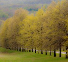 Spring by Mary Ann Reilly